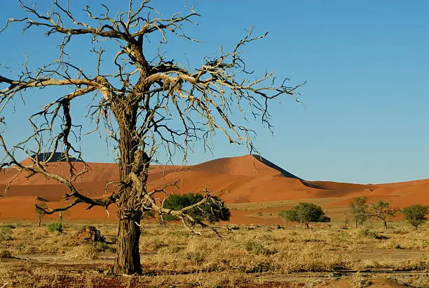 Dead camel thorn tree in Namibia.