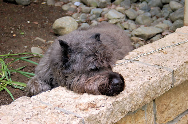 犬の頭を休んで岩の壁 ストックフォト