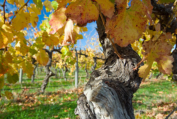 old vines, mclaren vale, south australia old vines in Autumn, Adelaide South Australia shiraz stock pictures, royalty-free photos & images