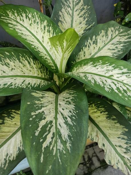 istock Mother-in-law plant 1472430948