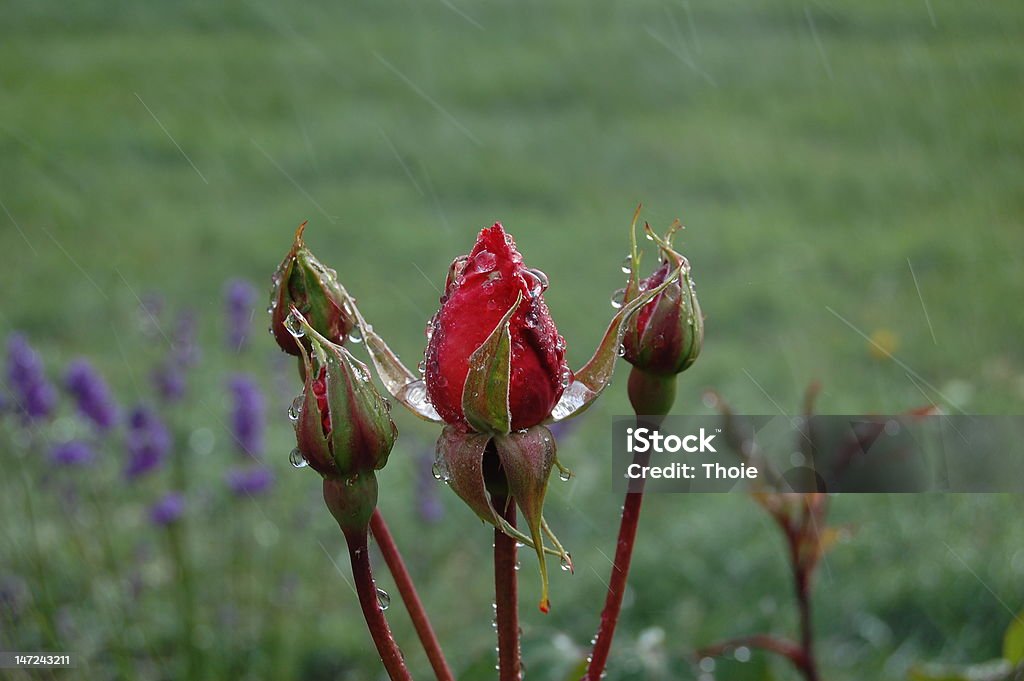 Boutons de rose avec des gouttelettes d'eau - Photo de Bouton de fleur libre de droits