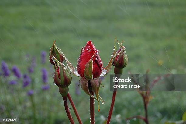 Photo libre de droit de Boutons De Rose Avec Des Gouttelettes Deau banque d'images et plus d'images libres de droit de Bouton de fleur - Bouton de fleur, Eau, Feuille