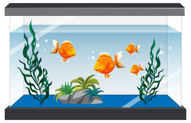 illustrations, cliparts, dessins animés et icônes de aquarium avec poissons dorés sur fond blanc - fish tank