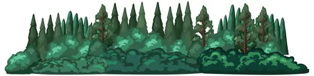 Vector illustration of Coniferous forest on white background