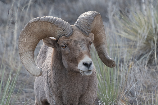 Two Big Horn ram sheep close up, near Pikes Peak standing high on a rock outcrop in the Garden of the Gods with massive sandstone rock formation in background in Colorado Springs, Colorado USA of North America.