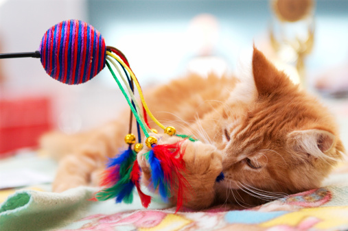 A small, red kitten is playing with the ball with strings and feathers