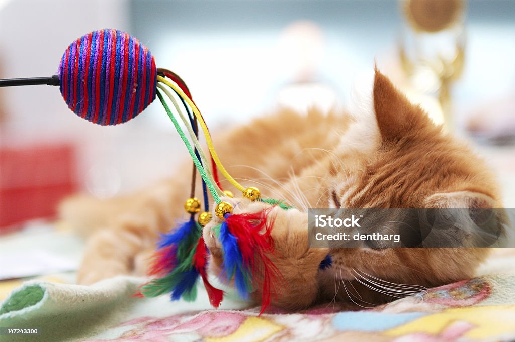 Kitten playing with ball and feathers A small, red kitten is playing with the ball with strings and feathers Domestic Cat Stock Photo