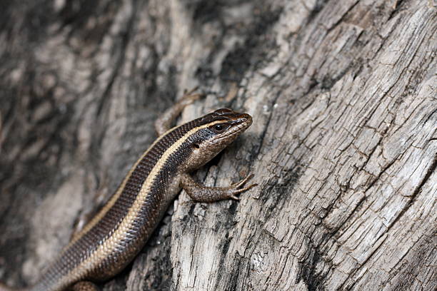 istock Snake eyed skink 147243320