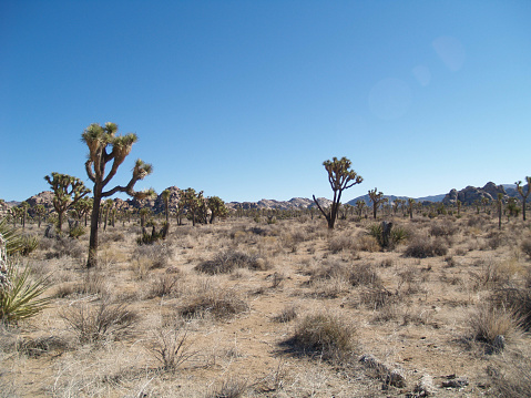 Beautiful Joshua trees in the Joshua Tree National Park.\nCalifornia, USA