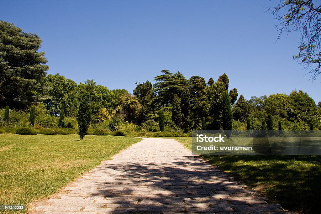 green park green park with cypress and pine trees Agricultural Field Stock Photo