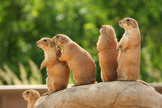 istock Brown prairie dogs standing together on a rock outside 147243369