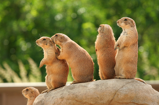 Prairie dogs on rock, one whispering in another's ear as if gossiping