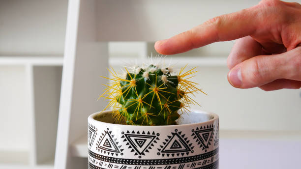 Close-up of a man’s hand touching a beautiful cactus in a pot stock photo