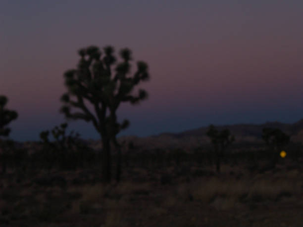 istock Joshua Tree National Park at Sundance 1472434427