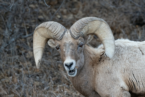 Big Horn ram sheep close up, near Pikes Peak climbing high on a rock outcrop in the Garden of the Gods with massive sandstone rock formation in background in Colorado Springs, Colorado USA of North America.