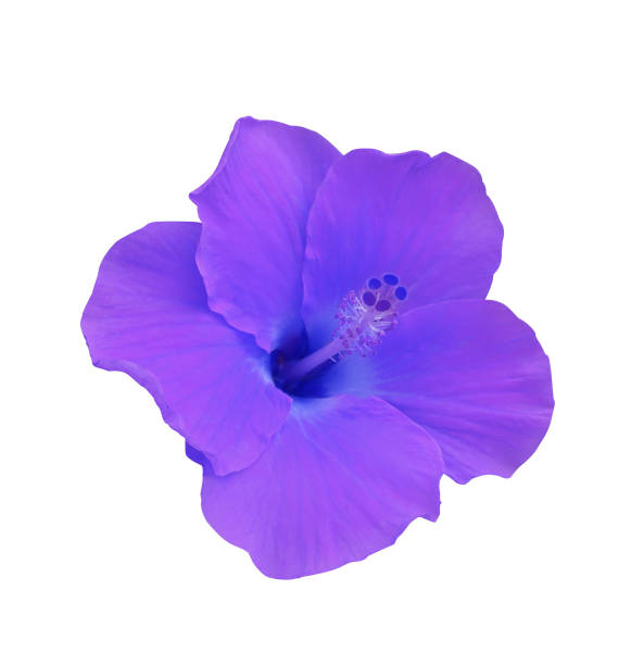 istock purple hibiscus flower 1472434641