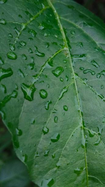 istock Rainwater wets the green leaves 1472435069