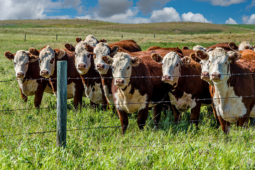 Closeup of a herd of Hereford cattle grazing in a Saskatchewan pasture