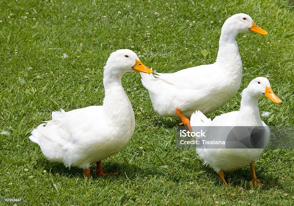 Blanco Ducks - Foto de stock de Animal libre de derechos