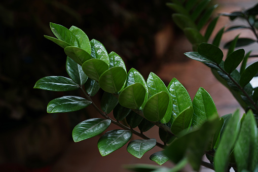 Zamioculcas zamiifolia tree is popular auspicious. Suitable for decorating your home and office.