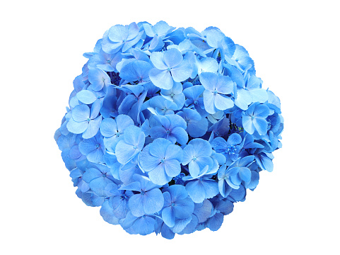 Beautiful soft blue hydrangea,(Hydrangea macrophylla) or Hortensia flower on white background with clipping path.