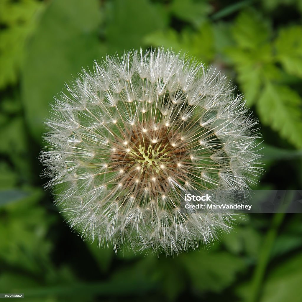 Semilla de diente de león de bola - Foto de stock de Aire libre libre de derechos