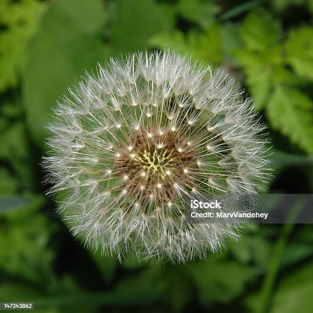 Semente De Dentedeleão Bola - Fotografias de stock e mais imagens de Ao Ar Livre - Ao Ar Livre, Branco, Cor verde