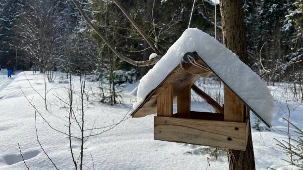 istock Bird feeder in winter 1472438911