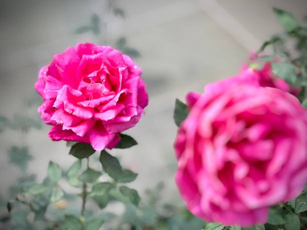 istock roses pink beautiful bright bouquet bloom pretty a lot 1472439135