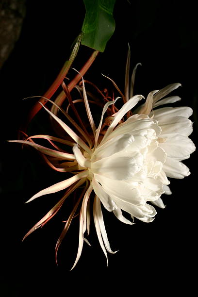istock Lady of the Night - Flower 147243942