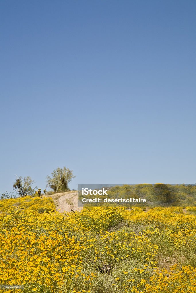 Arizona wieder Road und Wild blumen - Lizenzfrei Anhöhe Stock-Foto