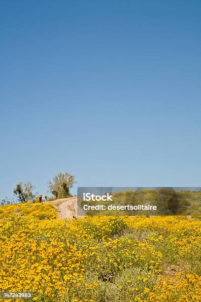 Arizona Wieder Road Und Wild Blumen Stockfoto und mehr Bilder von Anhöhe - Anhöhe, Arizona, Biegung