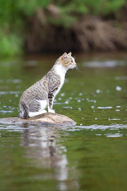 unhappy cat stock photo