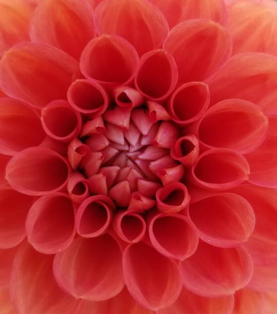 istock Red Dahlia Flower in Bloom 1472441148