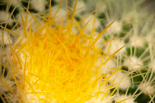 Close-up of a prickly pear cactus ( Opuntia ficus-indica )