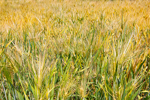 Green Wheat Field. Beautiful Nature Sunset Landscape. Background of ripening ears of meadow wheat field. Concept of great harvest and productive seed industry.