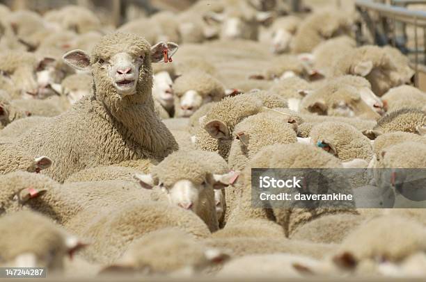 Distinguersi - Fotografie stock e altre immagini di Distinguersi dalla massa - Distinguersi dalla massa, Gregge di pecore, Agnello - Animale