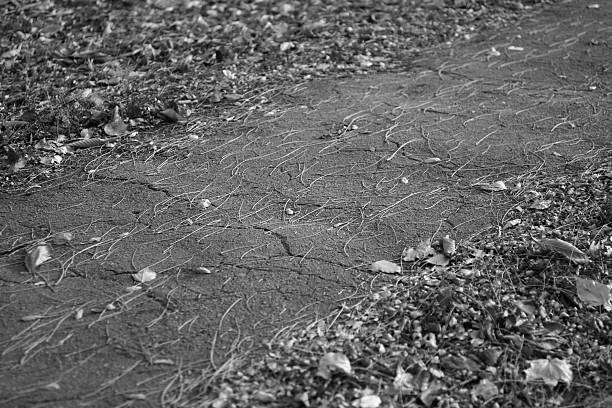 Wind leveled branches on asphalt black and white stock photo