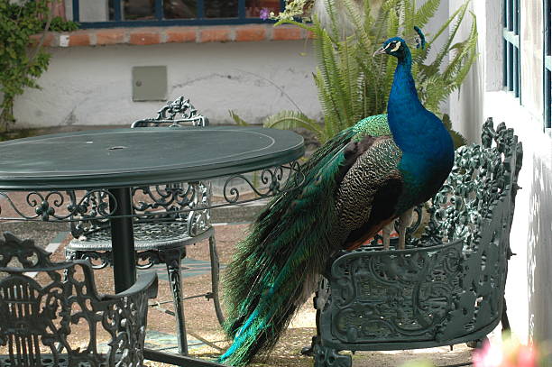 peacock stock photo