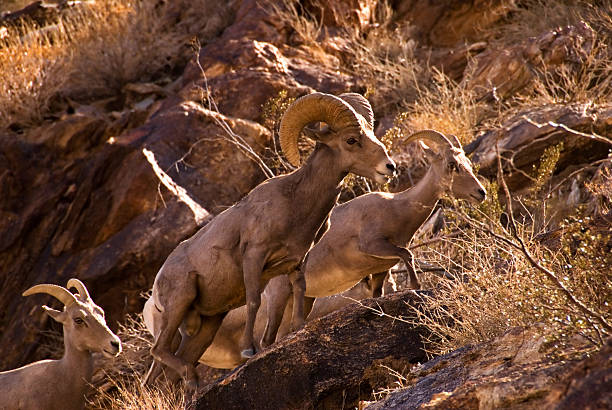 halbinsel dickhornschaf - bighorn sheep stock-fotos und bilder