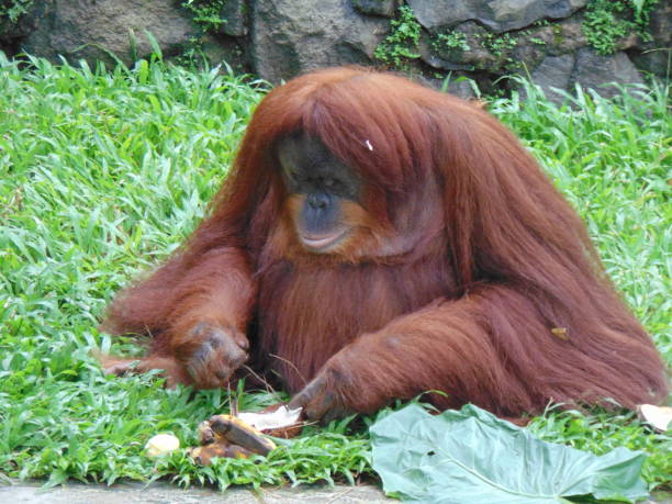 istock an orangutan was daydreaming in a zoo 1472445144