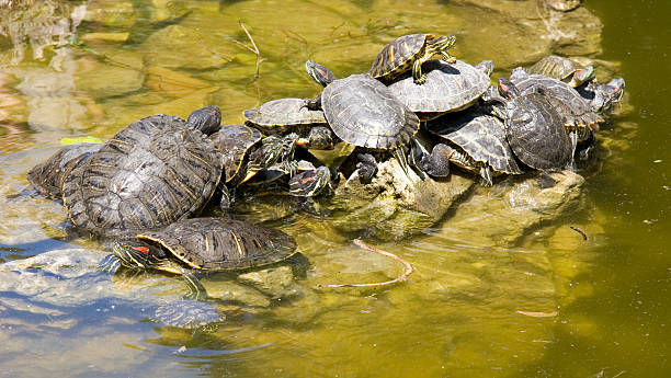 istock Piles of turtles 147244567