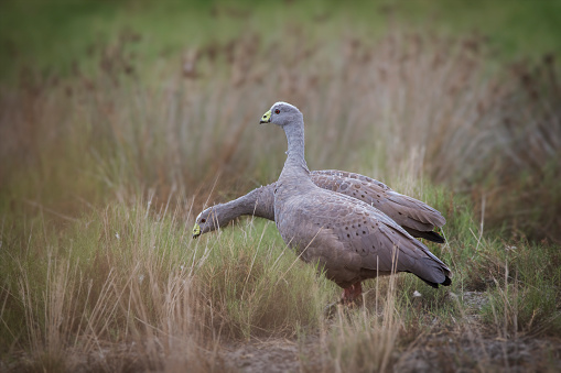 Pair of Cape Barren Geese foraging in the wild on the South Australian coast