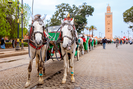 Marrakech in Morocco- Horse carriage and Koutoubia Mosquee,  Medina