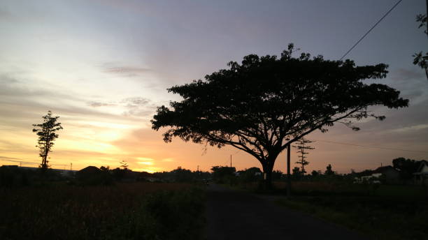 istock The silhouette of a tree during sunset. 1472447449
