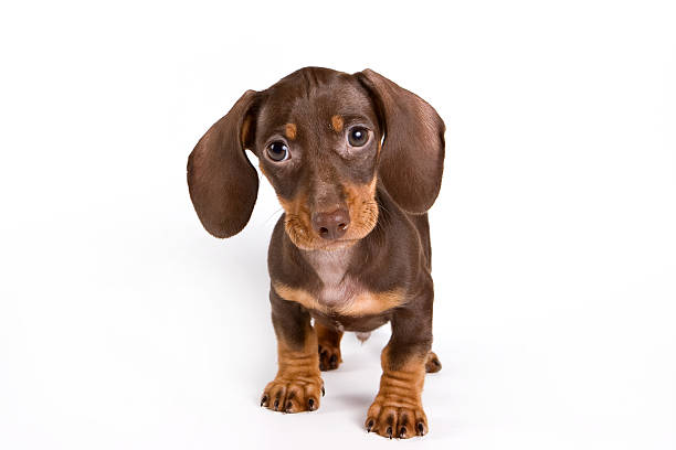 dackel welpe - dachshund stock-fotos und bilder