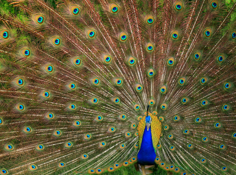 Extravagant display of feathers by the Indian Peafowl.