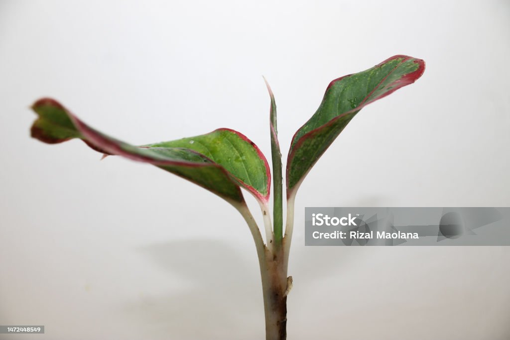 The leaves of aglonema plant Abstract Stock Photo