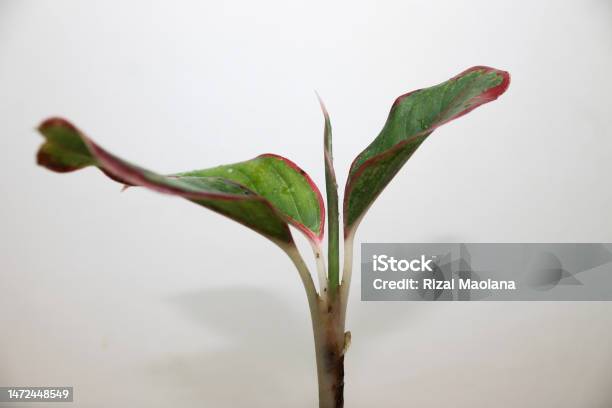 The Leaves Of Aglonema Plant Stock Photo - Download Image Now - Abstract, Aglaonema, Agriculture