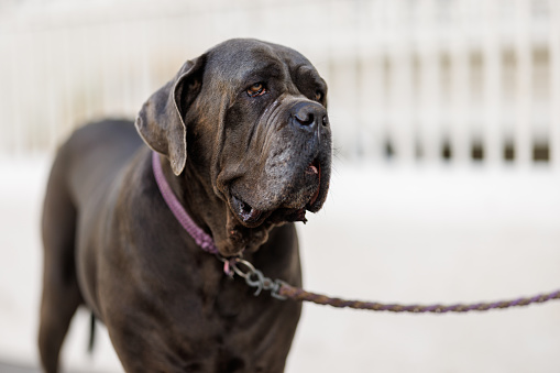 Large dark brown mastiff outdoors.